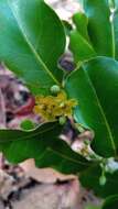 Image de Salacia madagascariensis (Lam.) DC.