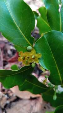 Salacia madagascariensis (Lam.) DC.的圖片