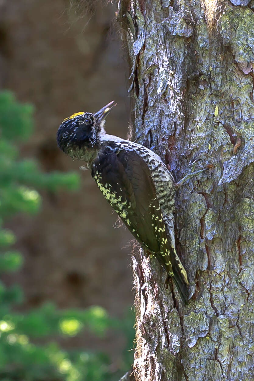 Image of American Three-toed Woodpecker