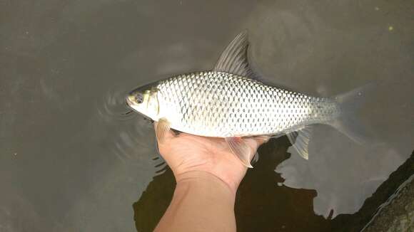 Image of Mud Carp