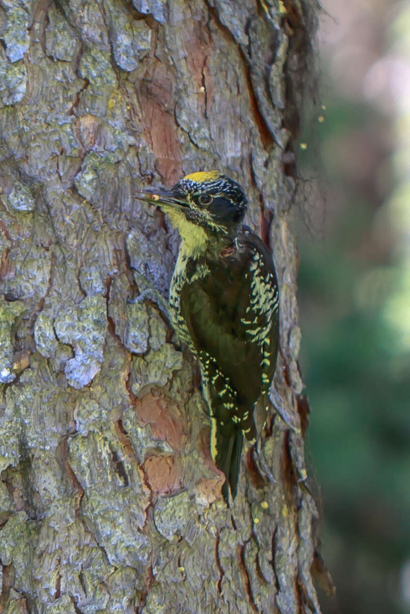 Image of American Three-toed Woodpecker