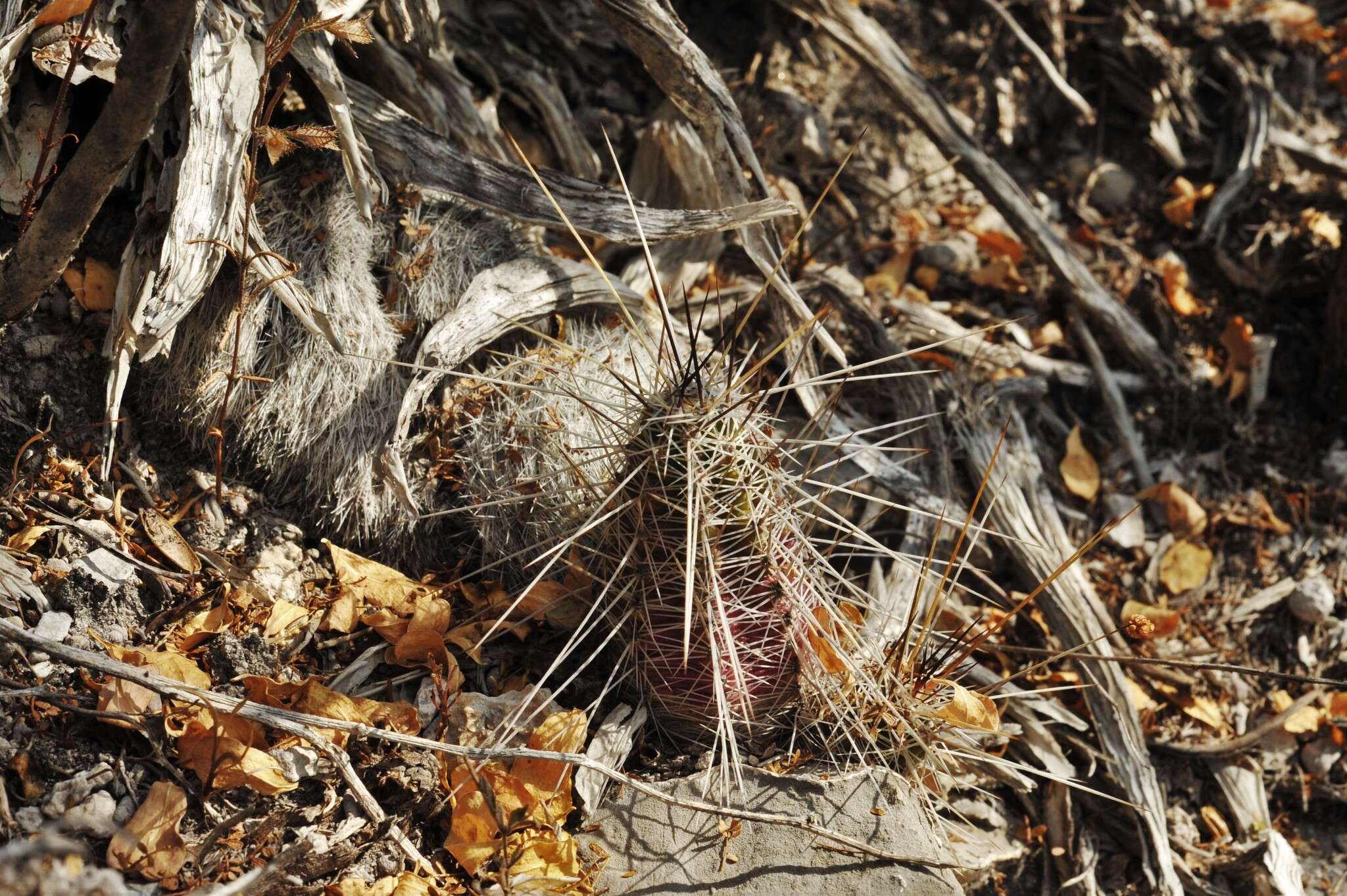 Image of Echinocereus parkeri subsp. gonzalezii (N. P. Taylor) N. P. Taylor