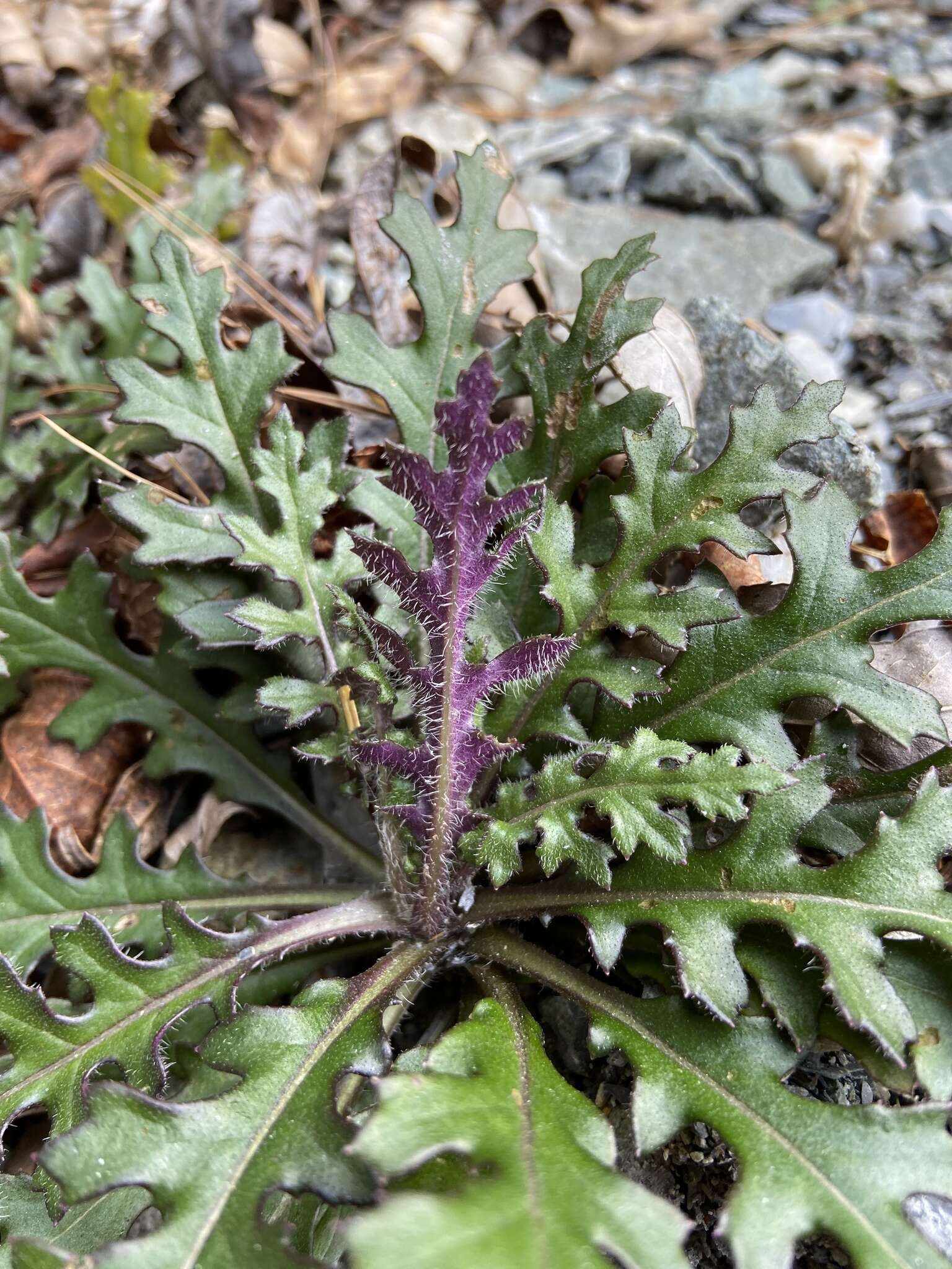 Image of Senecio morrisonensis Hayata