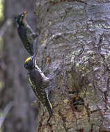 Image of American Three-toed Woodpecker