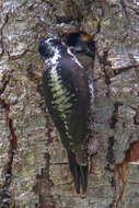 Image of American Three-toed Woodpecker