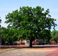 Image of English oak