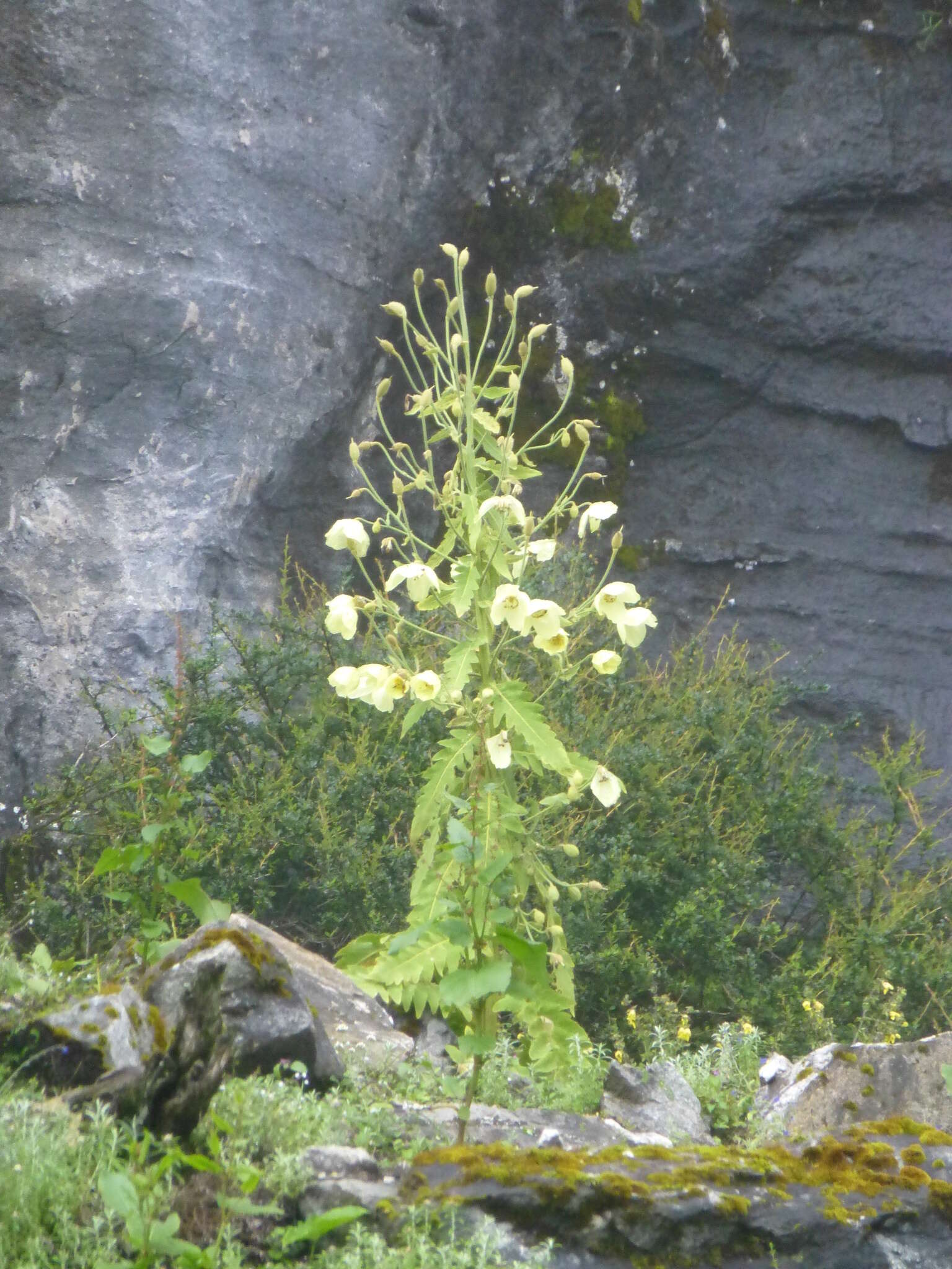 Image of Meconopsis paniculata (D. Don) Prain