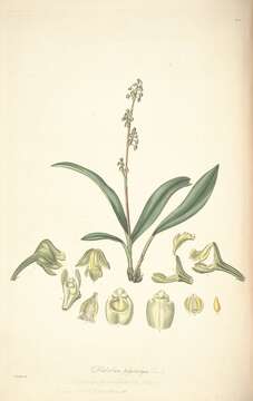 Image of Greater yellowspike orchid