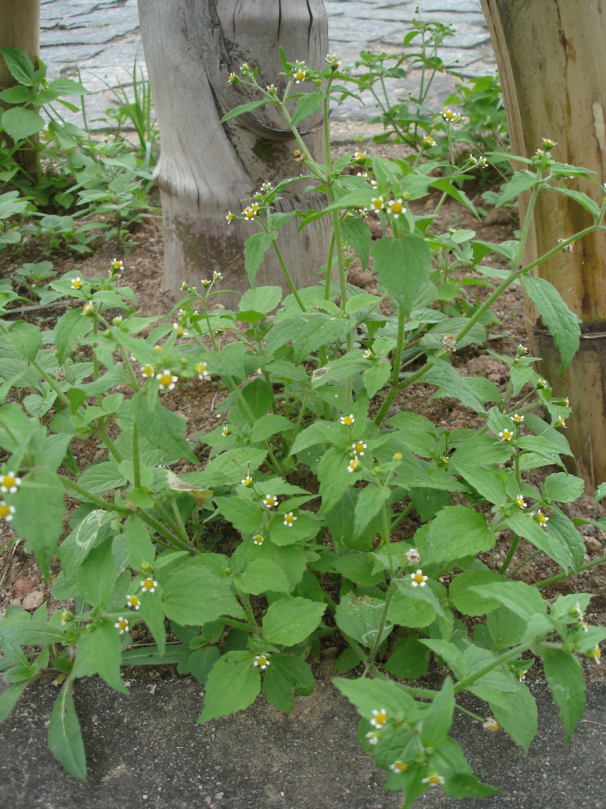 Image of Smooth peruvian daisy