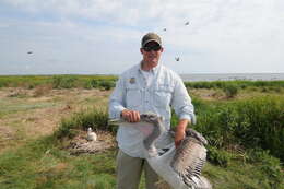 Image of Brown Pelican