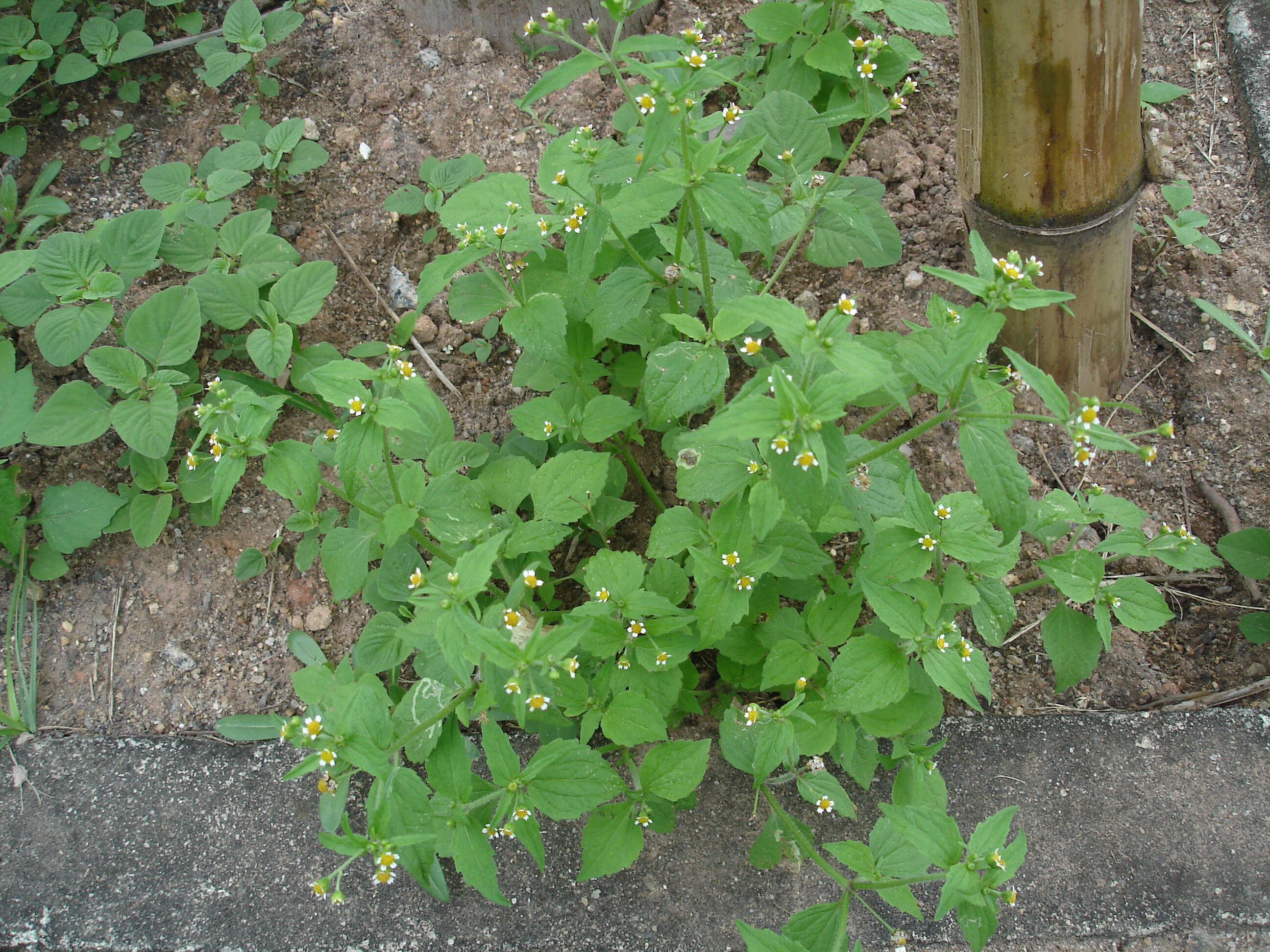 Image of Smooth peruvian daisy