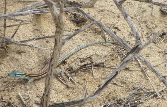 Image of Baja California Whiptail