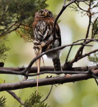 Image of <i>Glaucidium <i>gnoma</i></i> gnoma