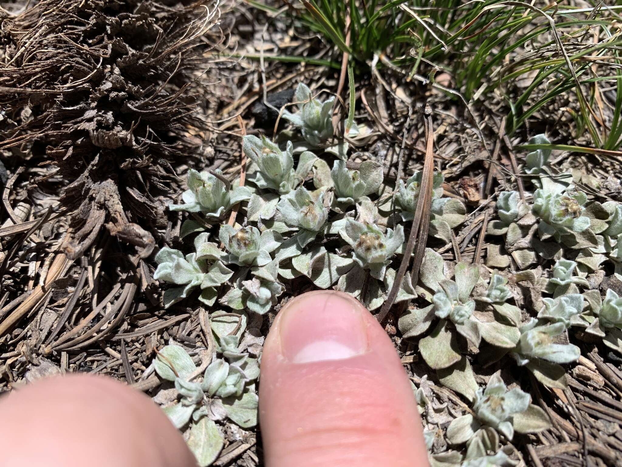 Image de Antennaria soliceps Blake