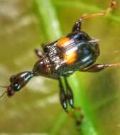 Image of Centrocorynus biguttatus Voss 1929