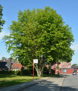 Image of European hornbeam