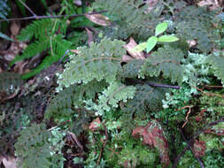 Image of Hymenophyllum frankliniae Col.