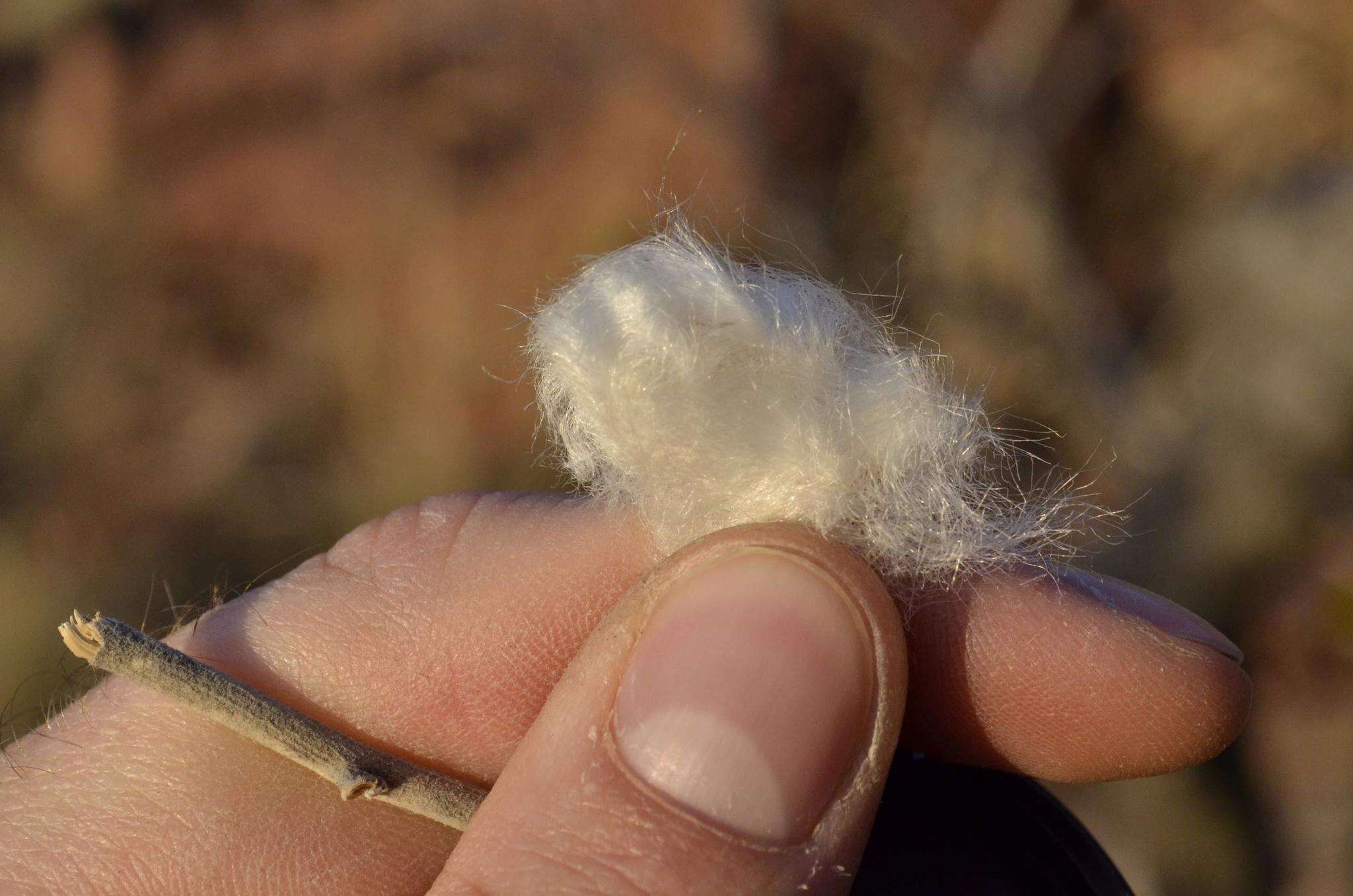 Image of Ipomoea albivenia (Lindl.) Sweet