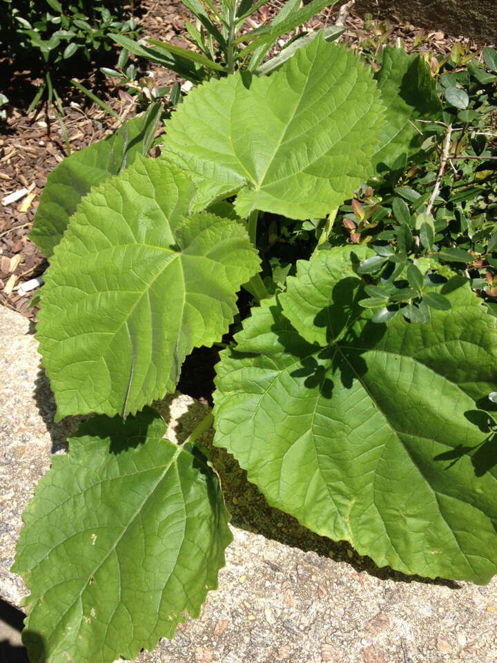 Image of Paulownia tomentosa (Thunb.) Steud.