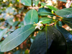 Imagem de Erythroxylum emarginatum Thonn.