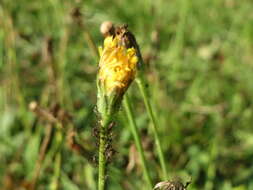 Image of Hairy Cat's-Ear