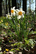 Narcissus incomparabilis Mill. resmi