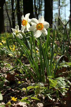 Слика од Narcissus incomparabilis Mill.