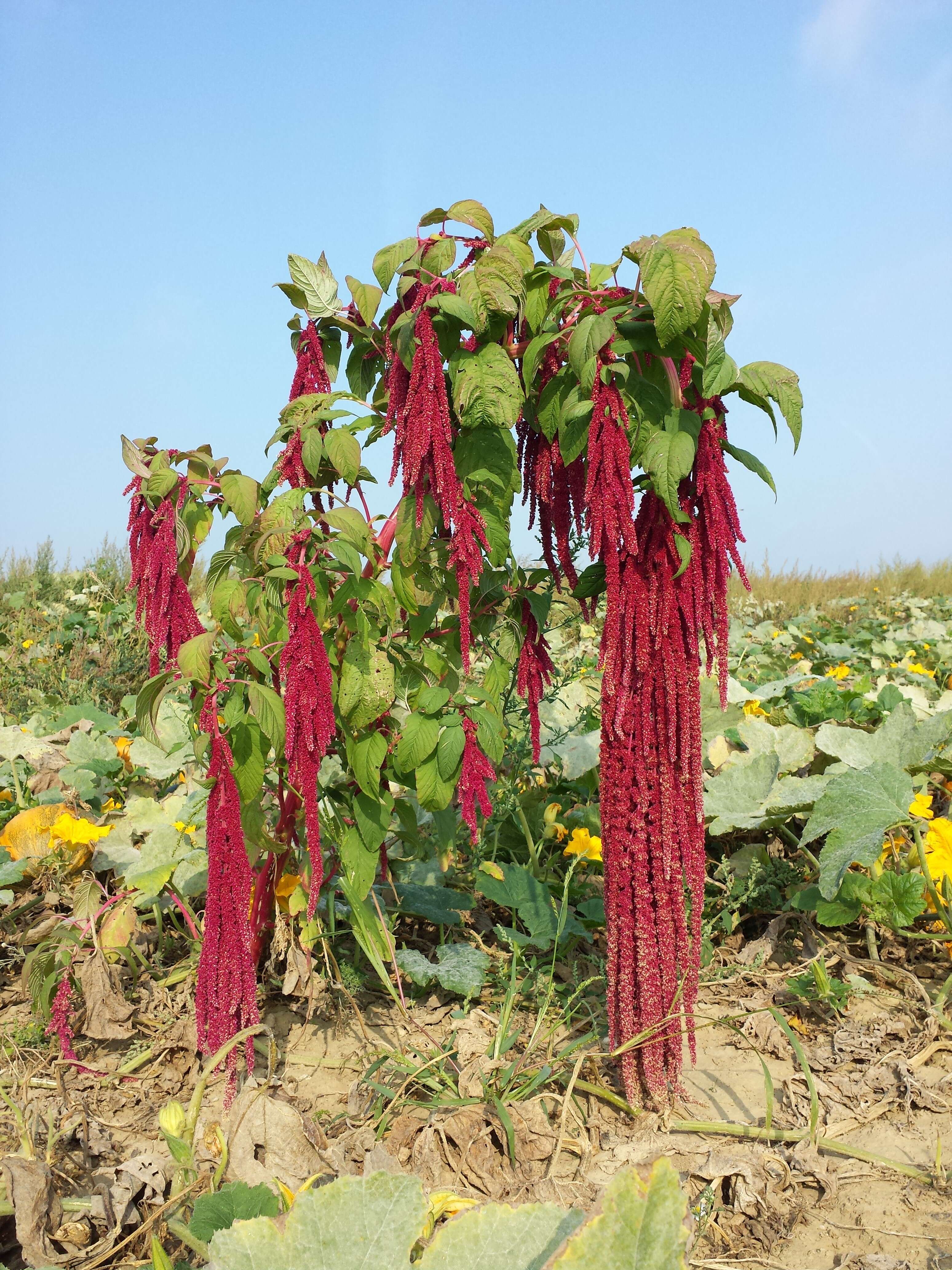 Image of love-lies-bleeding