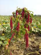 Image of love-lies-bleeding