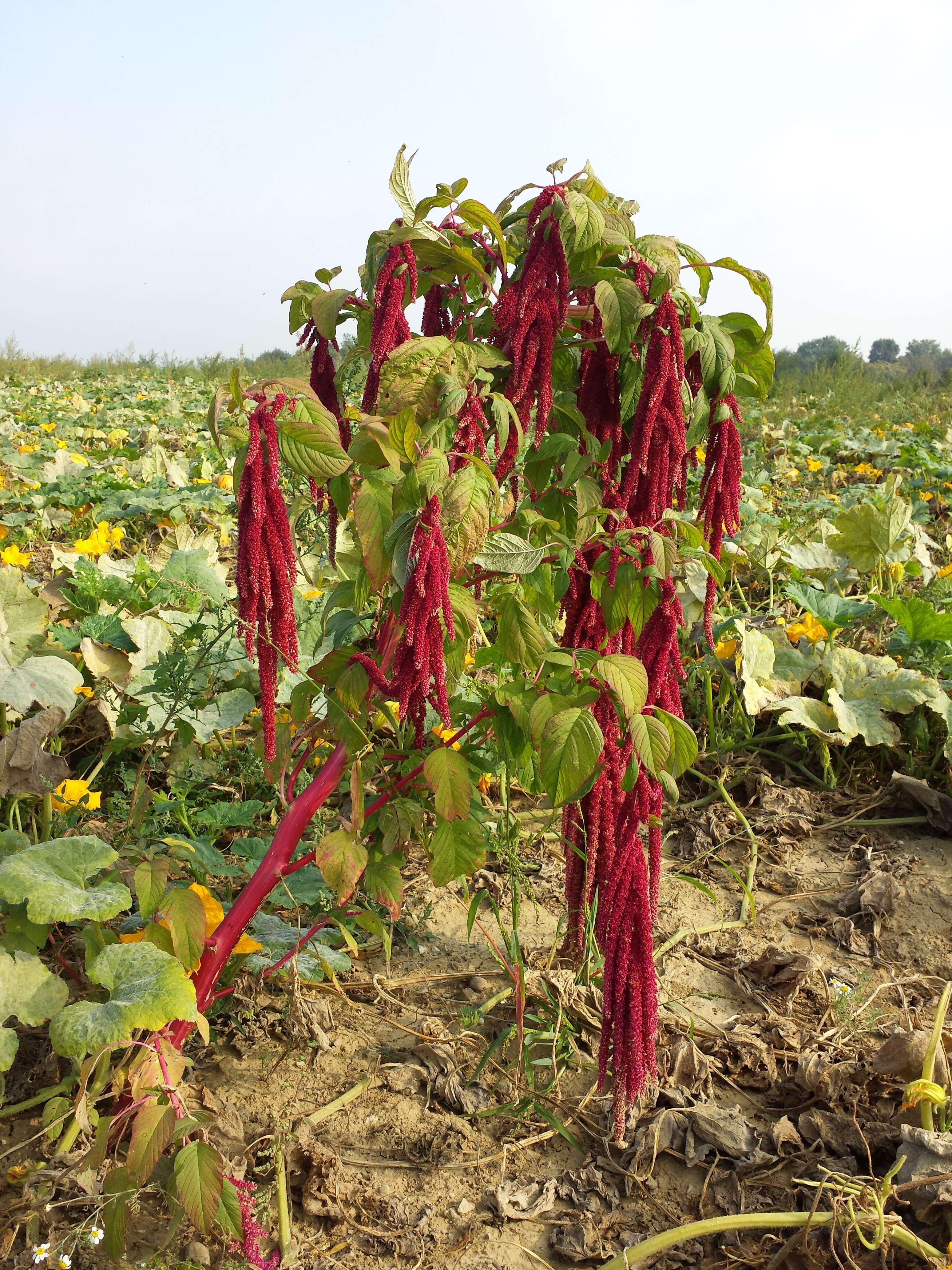 Image of love-lies-bleeding