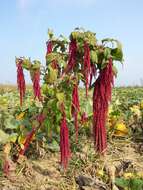 Image of love-lies-bleeding