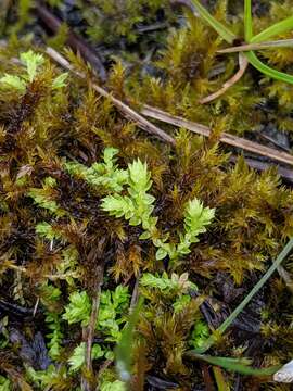 Image de Selaginella eclipes Buck