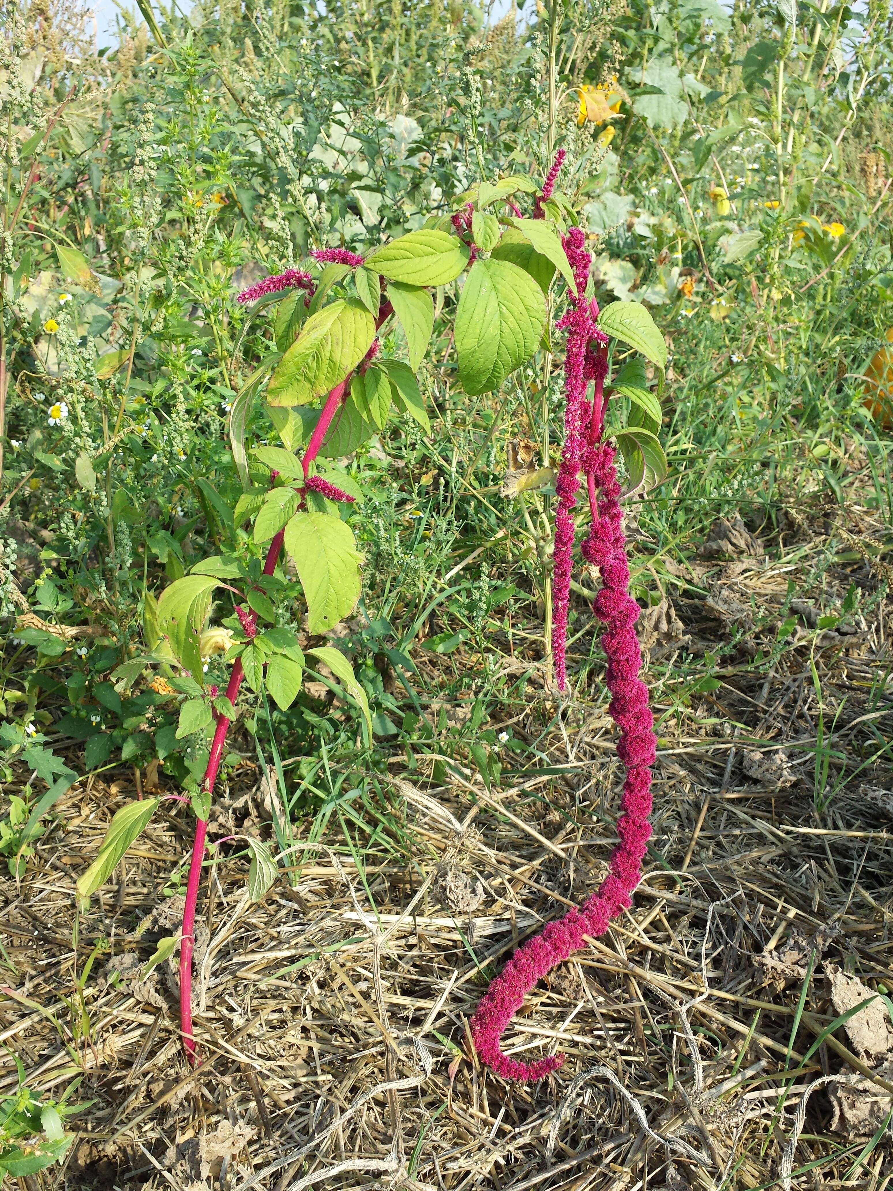 Image of love-lies-bleeding