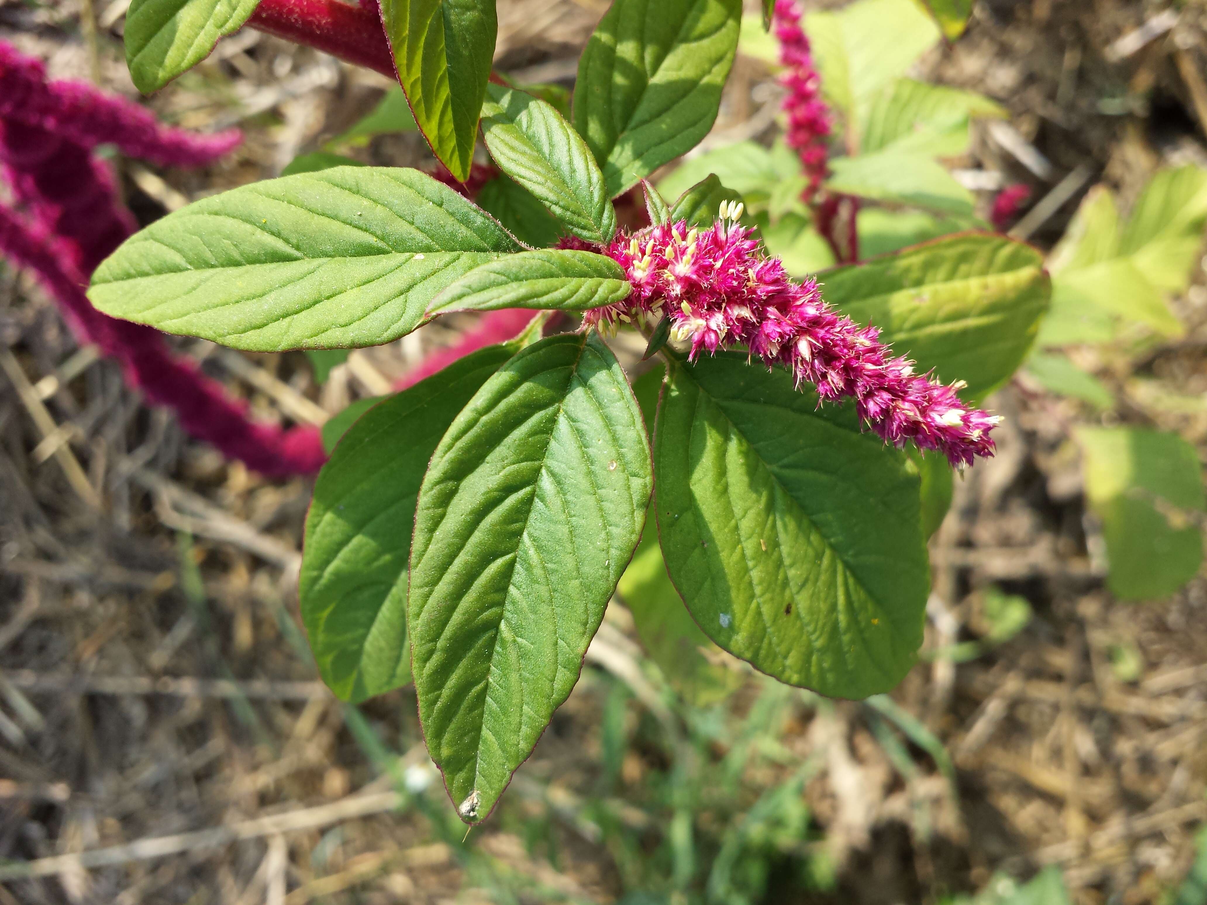 Imagem de Amaranthus caudatus L.