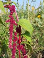 Image of love-lies-bleeding