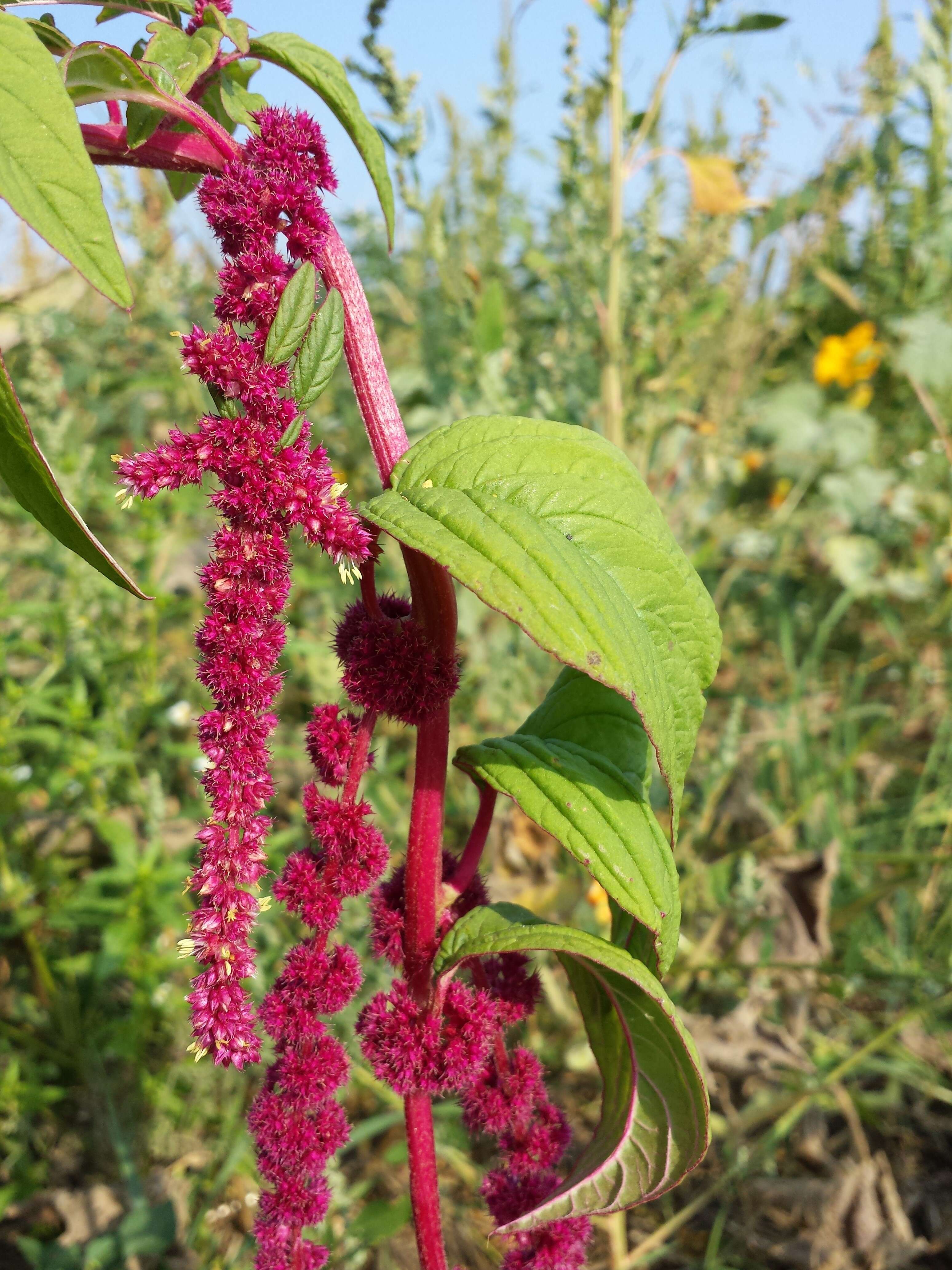 Image of love-lies-bleeding