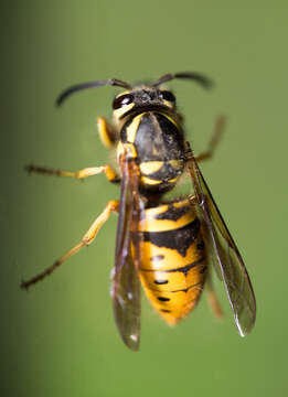 Image de Vespula maculifrons (Buysson 1905)