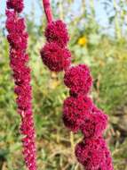 Image of love-lies-bleeding