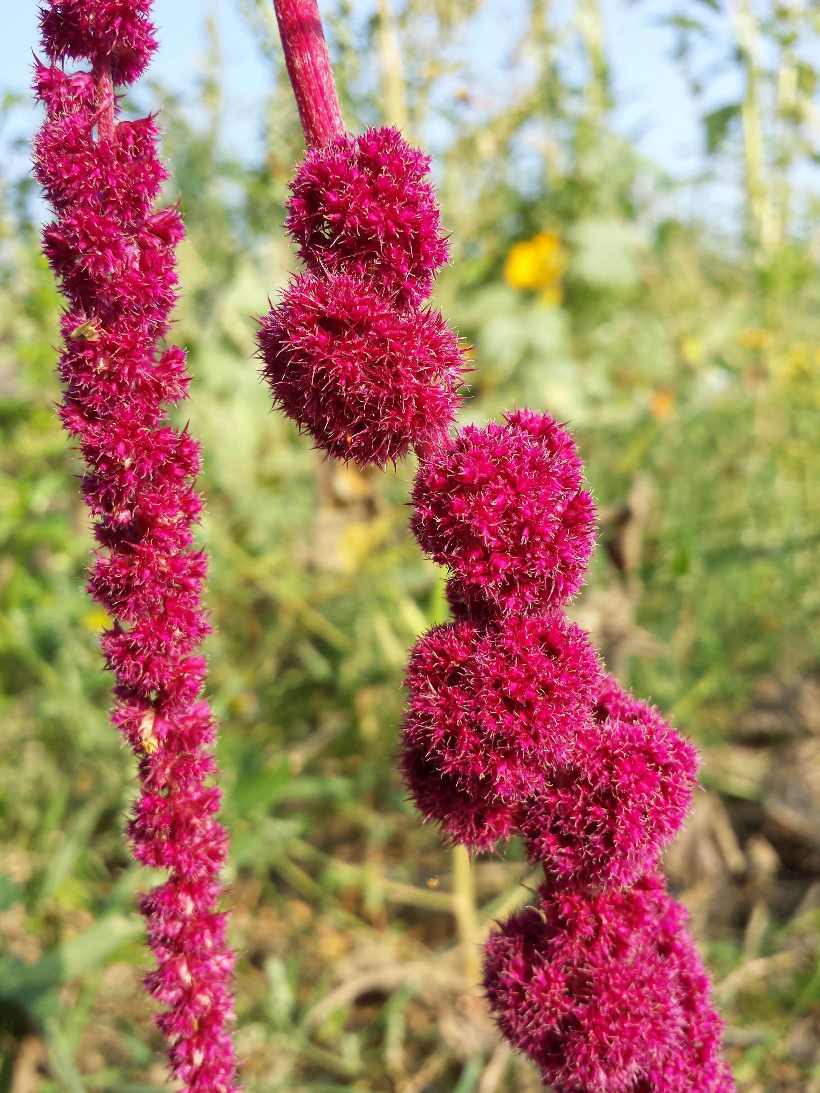 Image of love-lies-bleeding