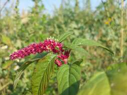 Image of love-lies-bleeding