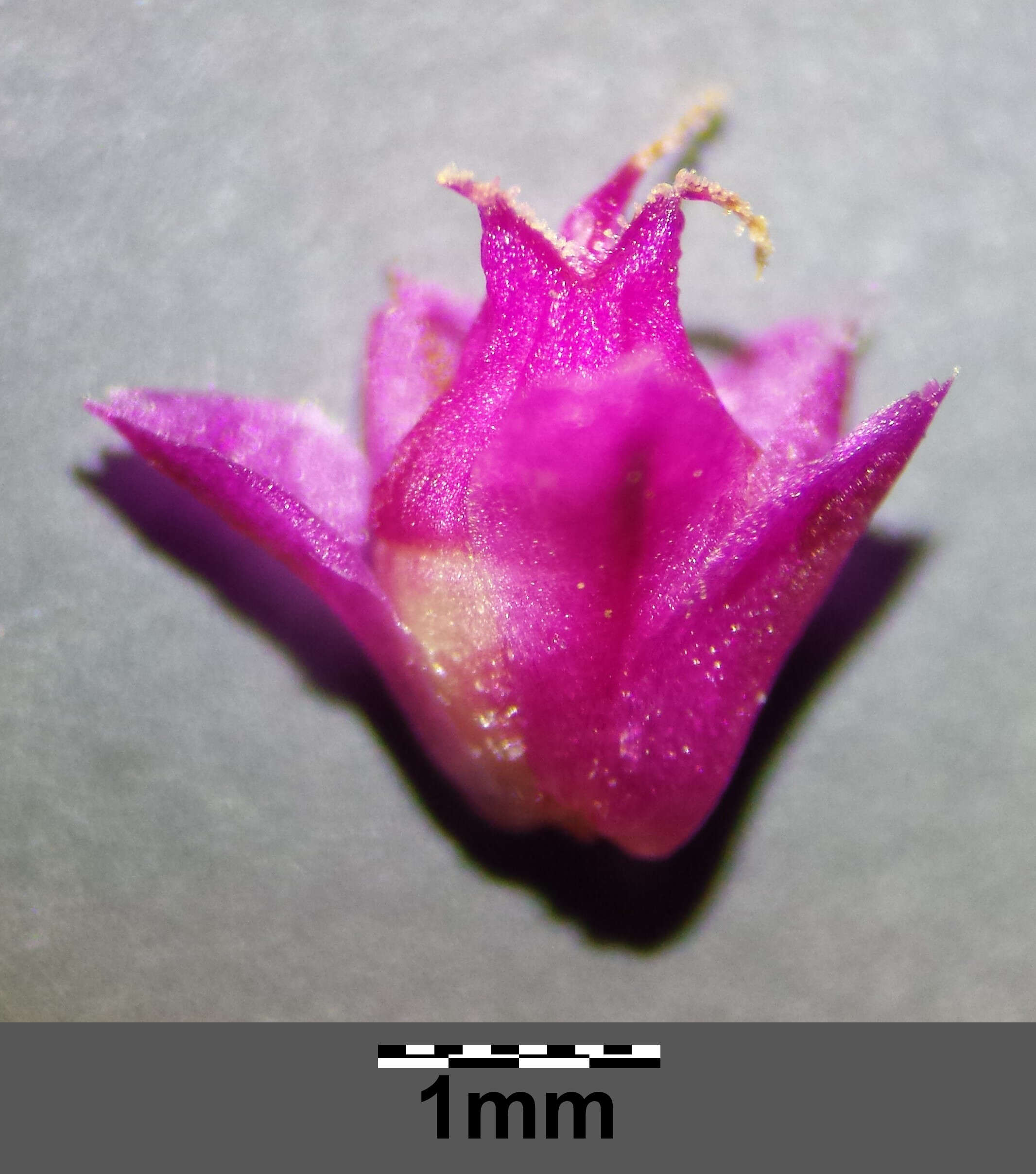 Image of love-lies-bleeding