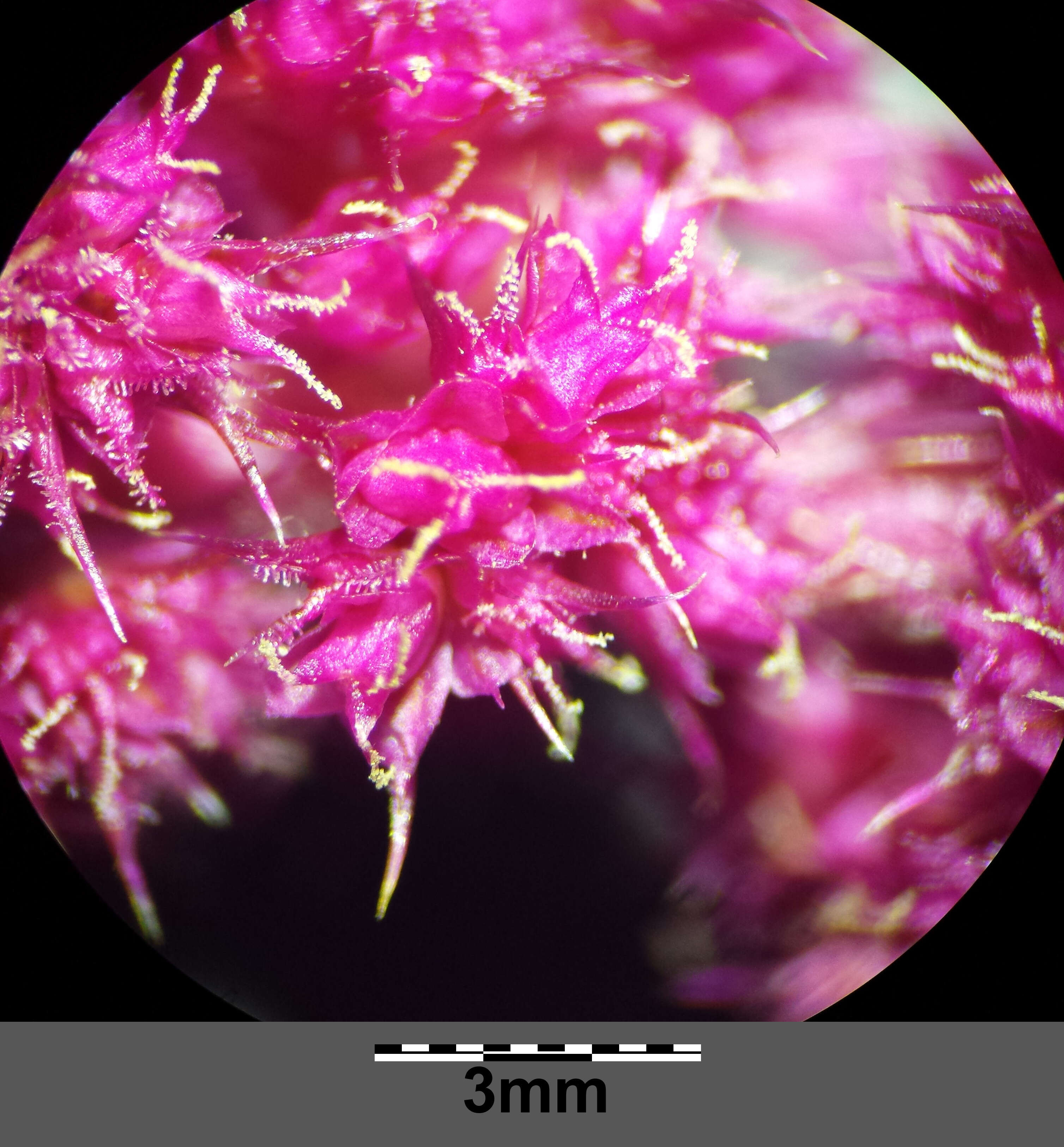 Image of love-lies-bleeding