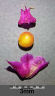 Image of love-lies-bleeding