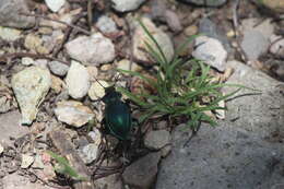 صورة Calosoma (Blaptosoma) atrovirens Chaudoir 1869