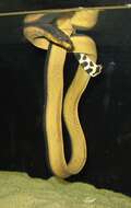 Image of Yellow-bellied sea snake