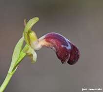 Image of Ophrys omegaifera var. basilissa (C. Alibertis, A. Alibertis & H. R. Reinhard) Faurh.