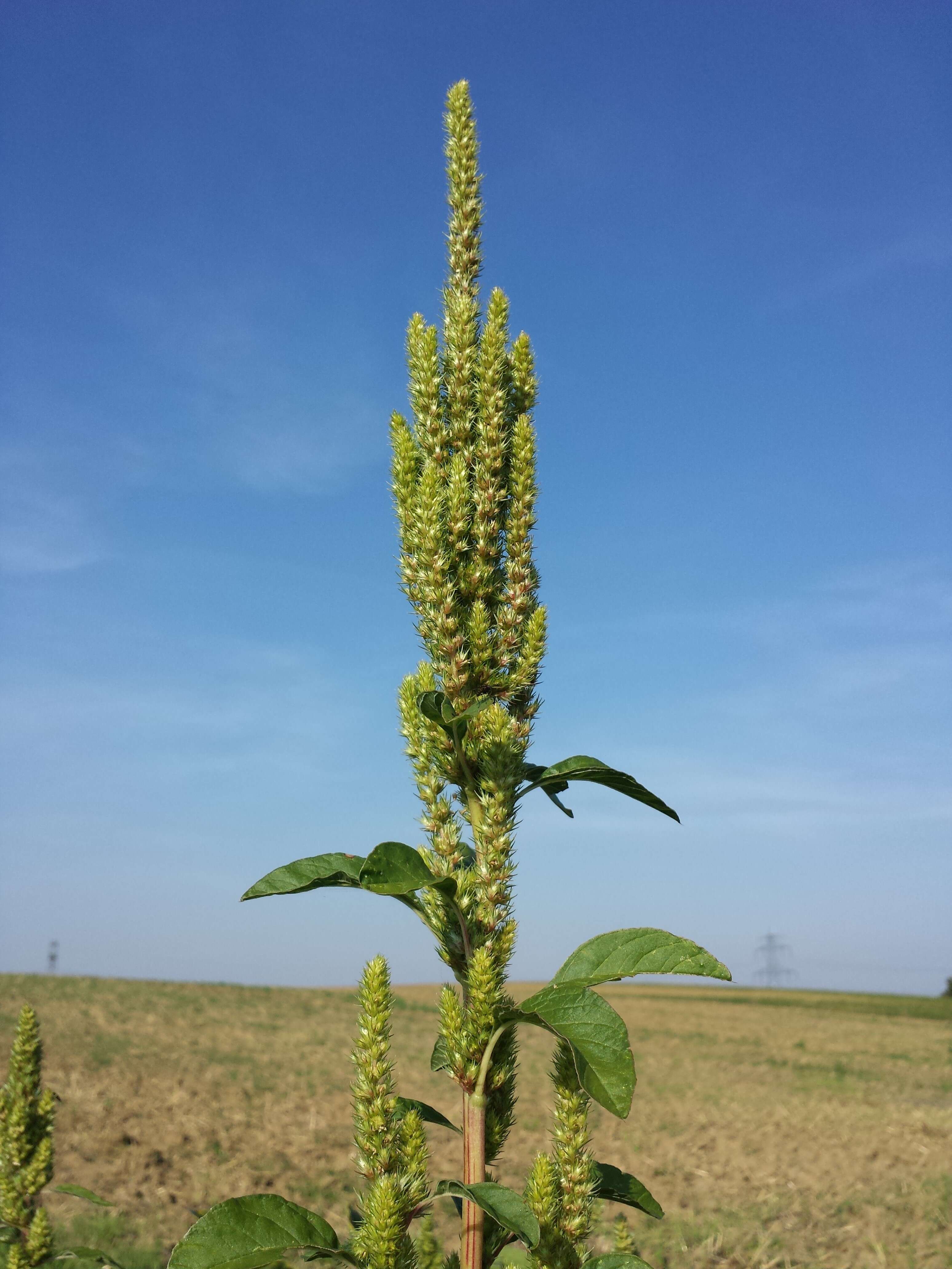 Image of Powell's amaranth