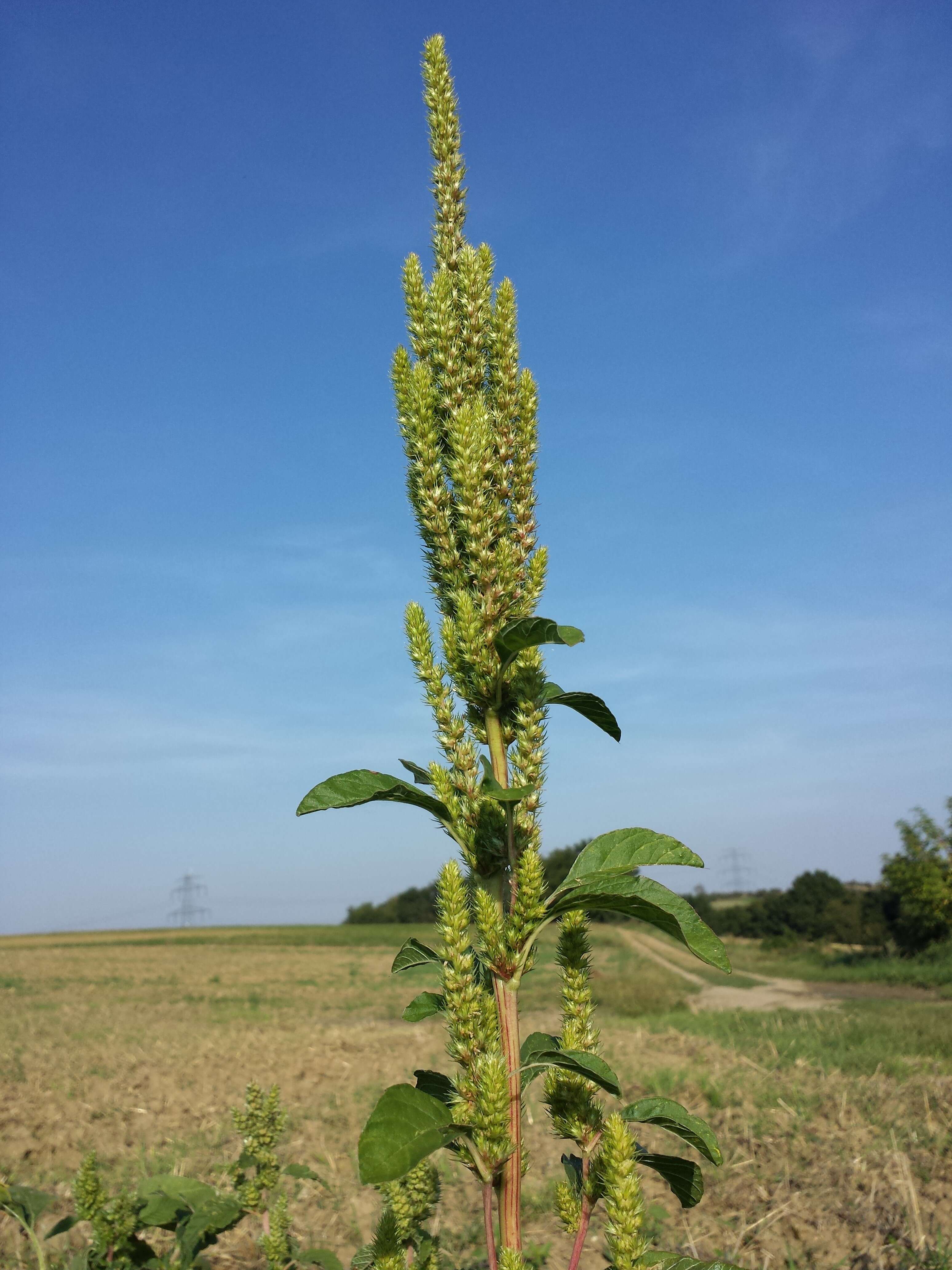 Imagem de Amaranthus powellii S. Wats.