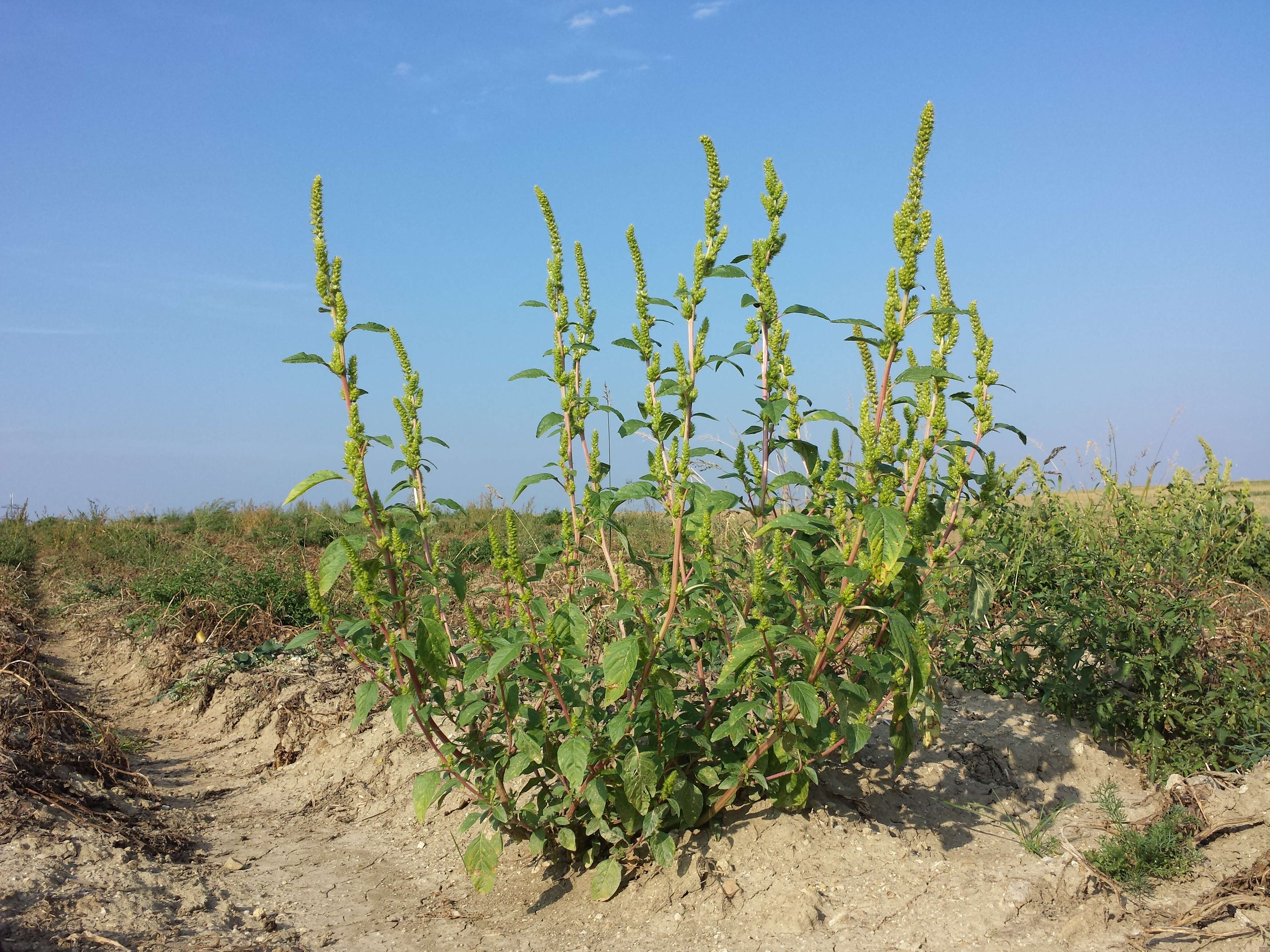 Image of Powell's amaranth