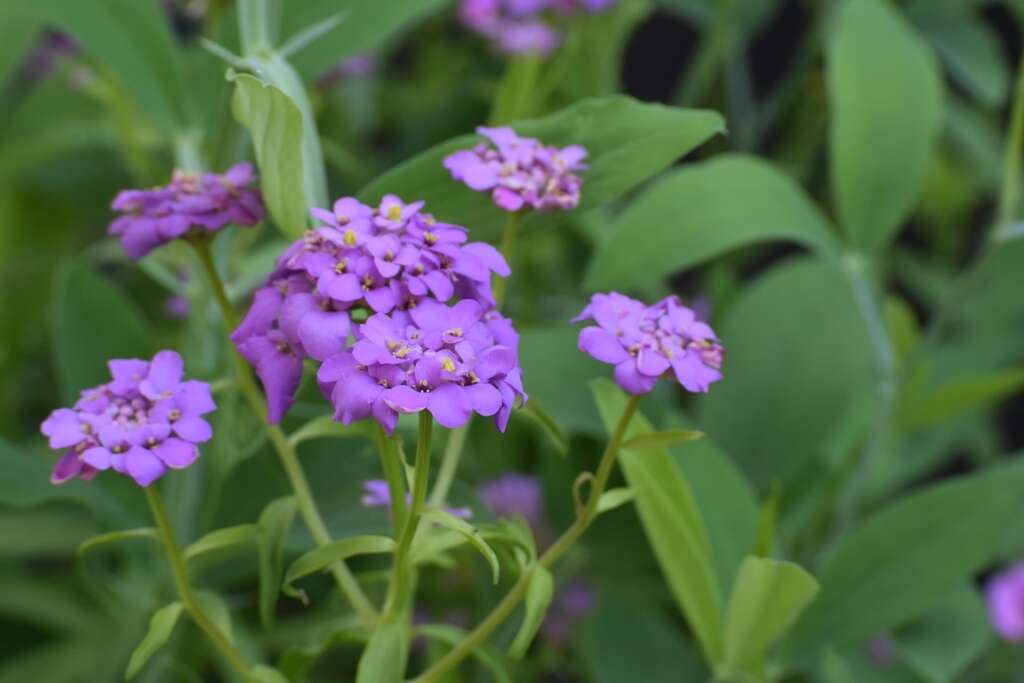 Image of globe candytuft